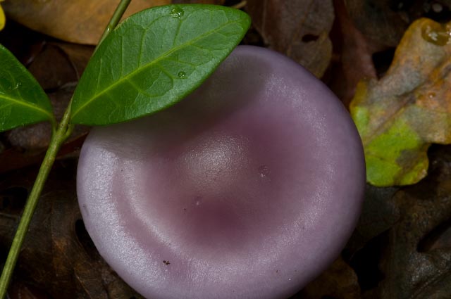 fungo 3 (Lepista sp.)